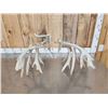 Image 6 : Main Frame 5x5 Whitetail Shed Antlers