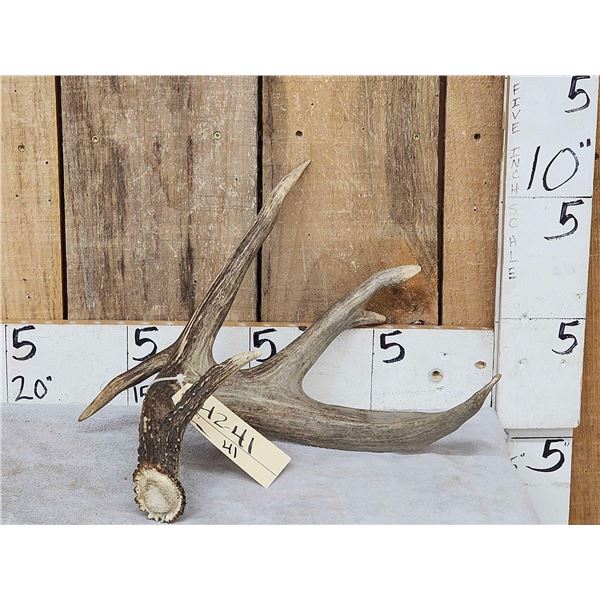 Heavy Mass Canadian 4 Point Whitetail Shed Antler