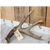 Image 2 : Heavy Mass Canadian 4 Point Whitetail Shed Antler