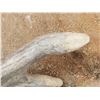 Image 3 : Heavy Mass Canadian 4 Point Whitetail Shed Antler