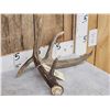 Image 4 : Heavy Mass Canadian 4 Point Whitetail Shed Antler