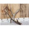 Image 5 : Heavy Mass Canadian 4 Point Whitetail Shed Antler