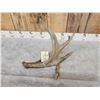 Image 6 : Heavy Mass Canadian 4 Point Whitetail Shed Antler