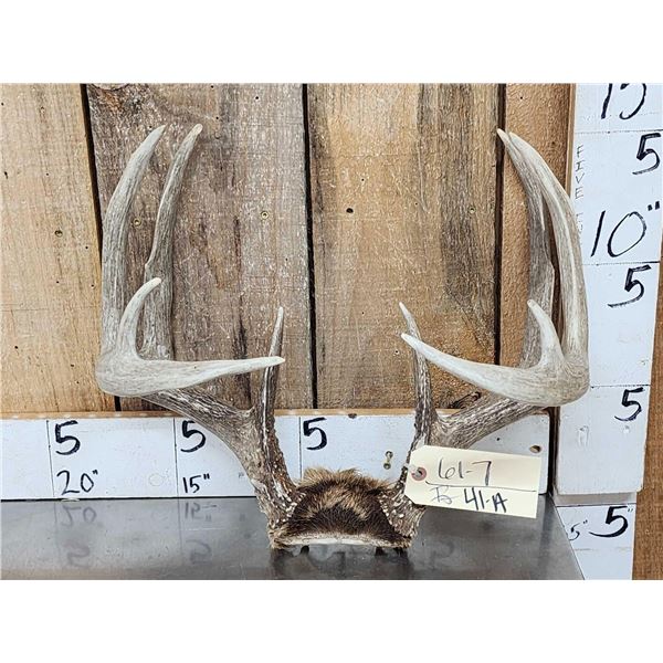 Nice Symmetrical 5x5 Whitetail Antlers On Skull Plate