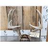 Image 1 : Nice Symmetrical 5x5 Whitetail Antlers On Skull Plate