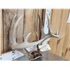 Image 2 : Nice Symmetrical 5x5 Whitetail Antlers On Skull Plate