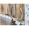 Image 3 : Nice Symmetrical 5x5 Whitetail Antlers On Skull Plate