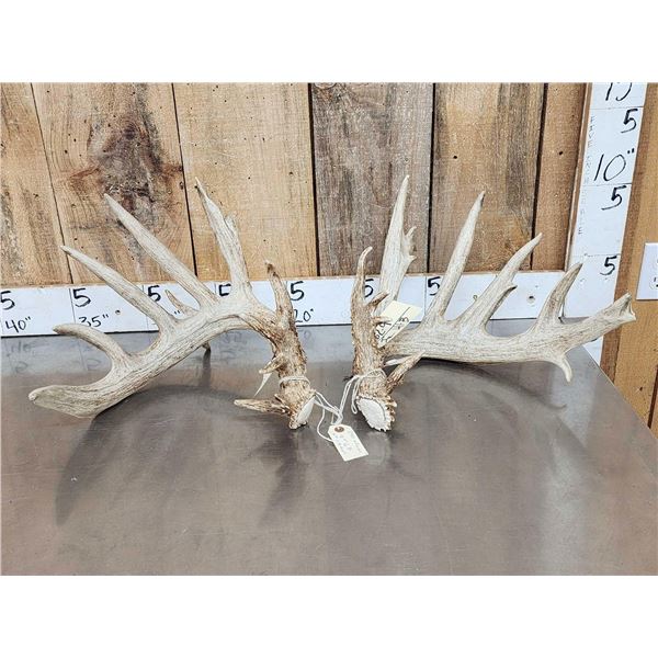 HEAVY Mass Main Frame 6x6 Whitetail Shed Antlers