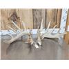 Image 1 : HEAVY Mass Main Frame 6x6 Whitetail Shed Antlers