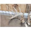 Image 2 : HEAVY Mass Main Frame 6x6 Whitetail Shed Antlers