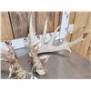 Image 3 : HEAVY Mass Main Frame 6x6 Whitetail Shed Antlers