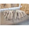 Image 5 : HEAVY Mass Main Frame 6x6 Whitetail Shed Antlers