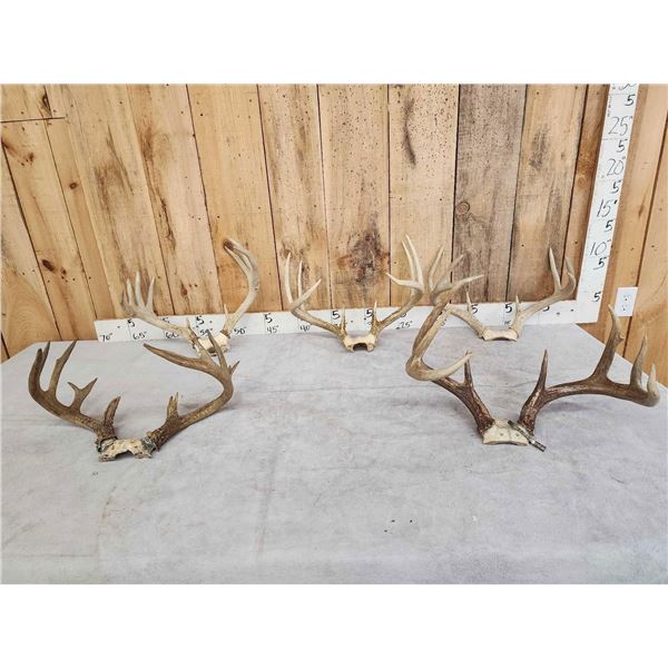 5 Sets Of Whitetail Antlers On Skull Plate