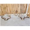 Image 1 : 5 Sets Of Whitetail Antlers On Skull Plate