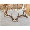Image 2 : 5 Sets Of Whitetail Antlers On Skull Plate