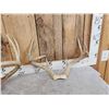 Image 3 : 5 Sets Of Whitetail Antlers On Skull Plate