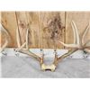 Image 4 : 5 Sets Of Whitetail Antlers On Skull Plate