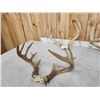 Image 5 : 5 Sets Of Whitetail Antlers On Skull Plate