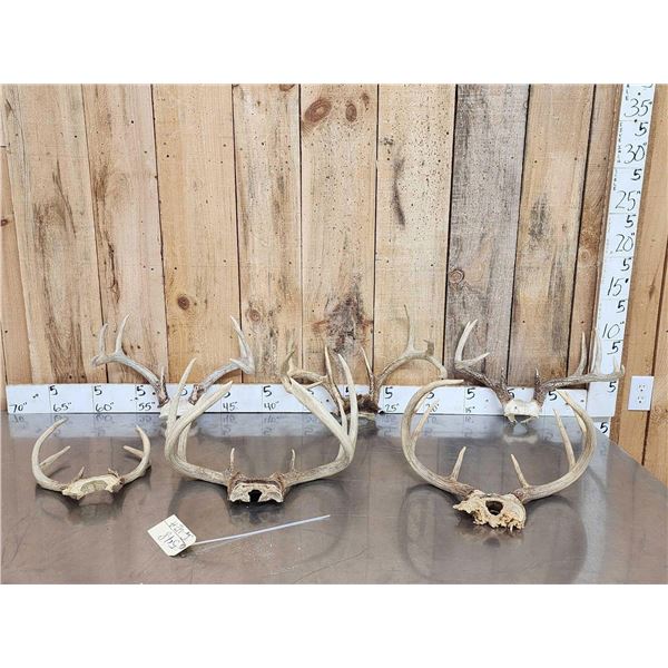6 Sets Of Whitetail Antlers On Skull Plate