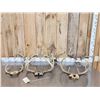 Image 1 : 6 Sets Of Whitetail Antlers On Skull Plate