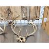 Image 2 : 6 Sets Of Whitetail Antlers On Skull Plate