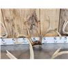 Image 3 : 6 Sets Of Whitetail Antlers On Skull Plate