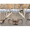 Image 4 : 6 Sets Of Whitetail Antlers On Skull Plate
