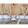 Image 5 : 6 Sets Of Whitetail Antlers On Skull Plate