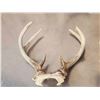 Image 6 : 6 Sets Of Whitetail Antlers On Skull Plate
