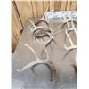 Image 2 : 18.4 Lbs Of Nice Whitetail Shed Antlers