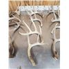 Image 3 : 18.4 Lbs Of Nice Whitetail Shed Antlers
