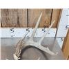 Image 7 : 18.4 Lbs Of Nice Whitetail Shed Antlers