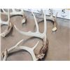 Image 8 : 18.4 Lbs Of Nice Whitetail Shed Antlers
