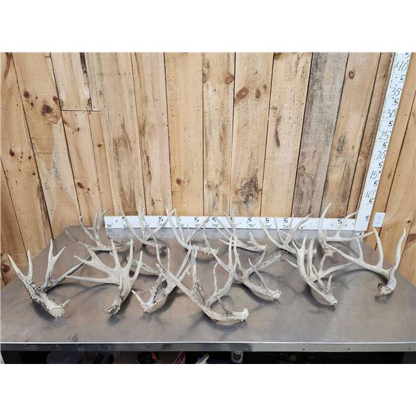 20.6 Lbs Of Whitetail Shed Antlers