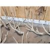 Image 4 : 20.6 Lbs Of Whitetail Shed Antlers