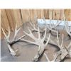 Image 5 : 20.6 Lbs Of Whitetail Shed Antlers