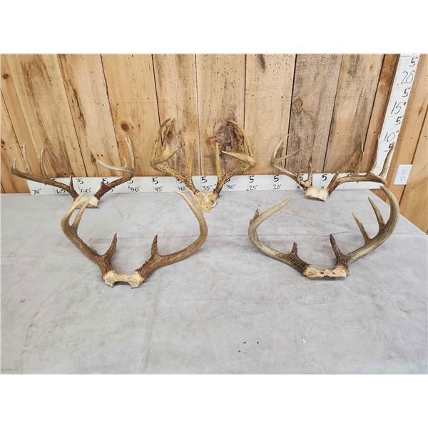 5 Sets Of Whitetail Antlers On Skull Plate