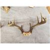 Image 2 : 5 Sets Of Whitetail Antlers On Skull Plate