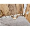 Image 3 : 5 Sets Of Whitetail Antlers On Skull Plate