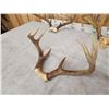 Image 4 : 5 Sets Of Whitetail Antlers On Skull Plate