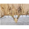 Image 5 : 5 Sets Of Whitetail Antlers On Skull Plate