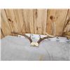 Image 6 : 5 Sets Of Whitetail Antlers On Skull Plate