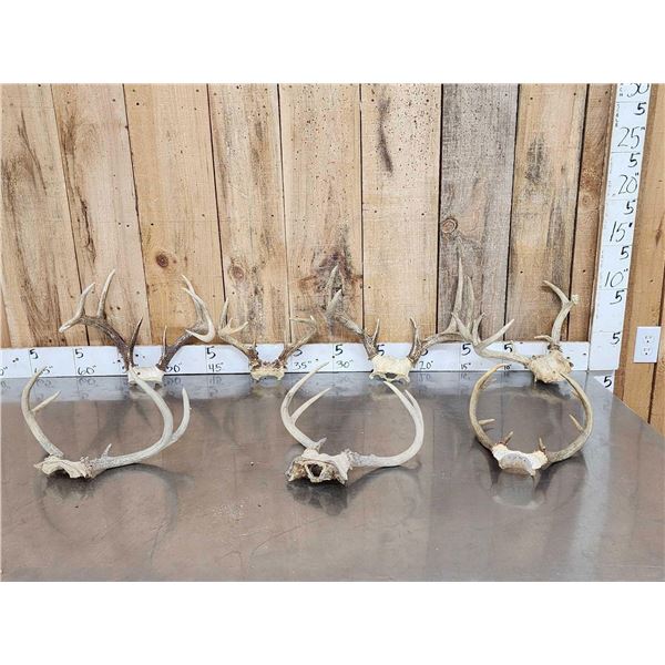 7 Sets Of Whitetail Antlers On Skull Plate