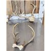 Image 2 : 7 Sets Of Whitetail Antlers On Skull Plate