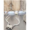 Image 3 : 7 Sets Of Whitetail Antlers On Skull Plate