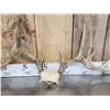Image 4 : 7 Sets Of Whitetail Antlers On Skull Plate