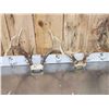 Image 5 : 7 Sets Of Whitetail Antlers On Skull Plate