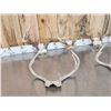 Image 6 : 7 Sets Of Whitetail Antlers On Skull Plate
