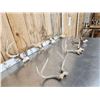 Image 7 : 7 Sets Of Whitetail Antlers On Skull Plate