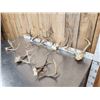 Image 8 : 7 Sets Of Whitetail Antlers On Skull Plate